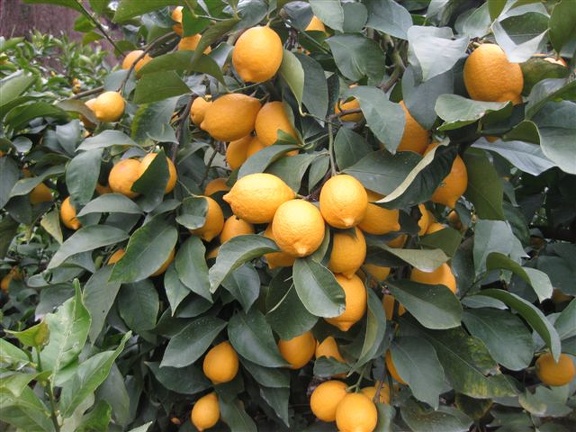 citrus2