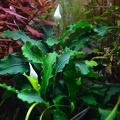 bucephalandra-wavy-green1.jpg