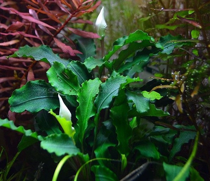 bucephalandra-wavy-green1